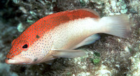 Cephalopholis fulva, Coney: fisheries, aquarium