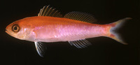 Luzonichthys earlei, Earle's splitfin: