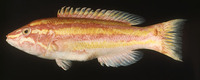 Polylepion russelli, : fisheries