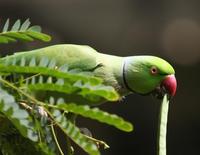 Image of: Psittacula krameri (rose-ringed parakeet)