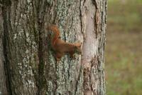 Tamiasciurus hudsonicus - Red Squirrel