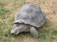 Chelonoidis nigra - Galapagos (giant) Tortoise