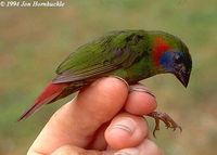 Red-eared Parrotfinch - Erythrura coloria