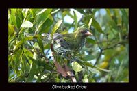 Olive backed Oriole