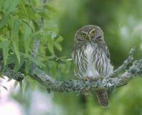 Ferruginous Pygmy-Owl (Glaucidium brasilianum) photo