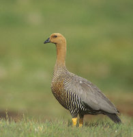 Upland Goose (Chloephaga picta) photo