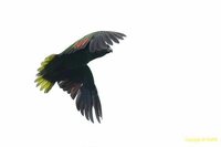 Red-necked Parrot - Amazona arausiaca