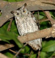 Pacific Screech-Owl; Tapachula, MX (WEB).jpg