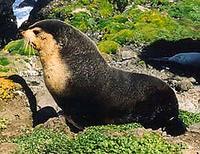 Subantarctic Fur Seal - Arctocephalus tropicalis