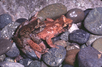 : Ascaphus truei; Tailed frog