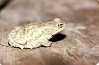 : Bufo stomaticus; Indus Valley Toad