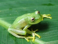 : Hyalinobatrachium eurygnathum; Rio Glass Frog