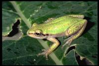 : Hyperolius kivuensis; Kivu Reed Frog