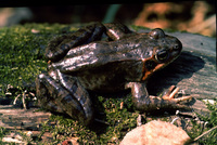 : Rana dybowskii; Dybovsky's Frog