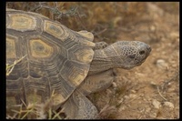: Gopherus agassizii; Desert Tortoise