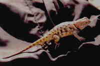 : Sceloporus magister uniformis; Yellow-backed Spiny Lizard