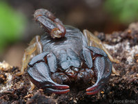: Uroctonus mordax; California Forest Scorpion