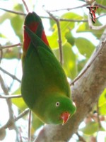 Vernal Hanging Parrot(Loriculus vernalis)