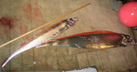 Trachipterus fukuzakii, Tapertail ribbonfish:
