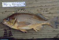 Sebastes ovalis, Speckled rockfish: