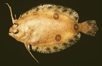 Ancylopsetta dilecta, Three-eye flounder: