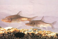 Sinocyclocheilus anophthalmus, Eyeless golden-line fish: