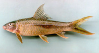 Mekongina erythrospila, : fisheries