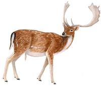 Image of: Dama dama (fallow deer)