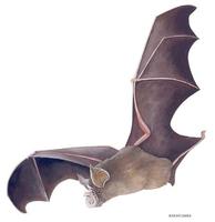 Image of: Rhinolophus megaphyllus (smaller horseshoe bat)