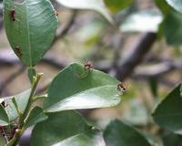 Image of: Atta texana (Texas leafcutting ant)