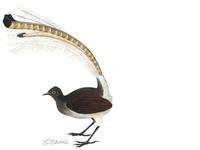 Image of: Menura novaehollandiae (superb lyrebird)