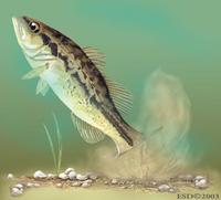 Image of: Micropterus salmoides (bigmouth bass)