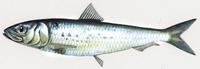 Image of: Sardinops sagax (Pacific sardine)