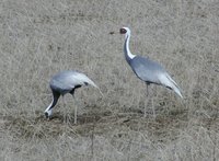 White-naped Crane - Grus vipio