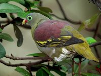 Thick-billed Pigeon - Treron curvirostra