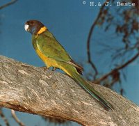 Port Lincoln Parrot - Barnardius zonarius