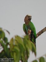 Red-fan Parrot - Deroptyus accipitrinus