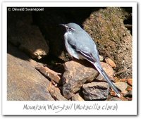 Mountain Wagtail - Motacilla clara