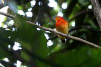 Band-tailed  manakin   -   Pipra  fascicauda   -