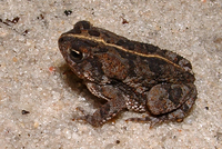 : Bufo quercicus; Oak Toad