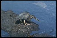 : Butorides sundevalli; Galapagos Heron