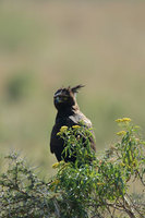 : Lophaetus occipitalis; Long Crested Eagle