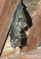 : Carollia perspicillata; Seba's Short-tailed Bat