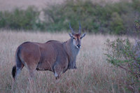 : Tragelaphus oryx; Eland