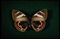 : Castnia eudesmia; Castniid Moth