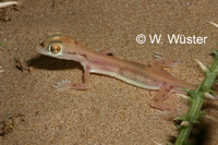 : Stenodactylus arabicus; Arabian Short-fingered Gecko