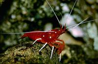 Lysmata debelius - Scarlet Cleaner Shrimp