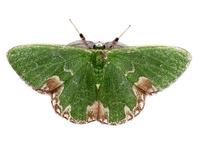 Comibaena bajularia - Blotched Emerald