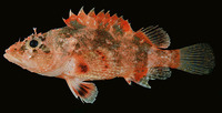 Scorpaenodes hirsutus, Hairy scorpionfish: