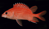 Sargocentron tiereoides, Pink squirrelfish: